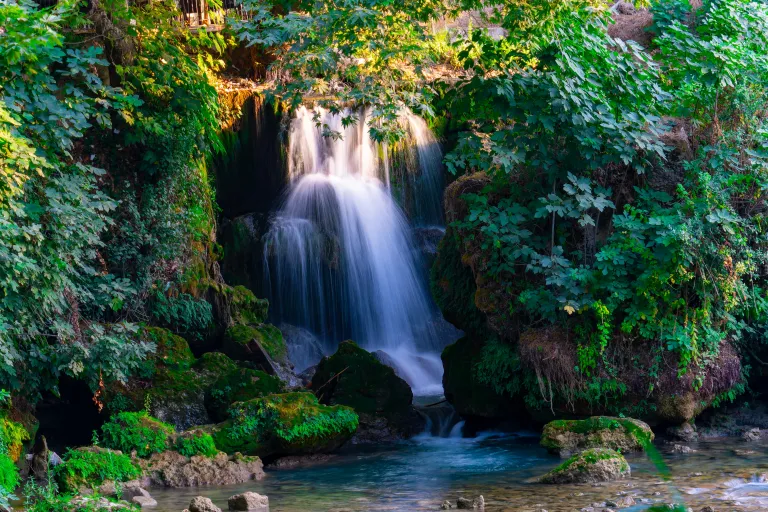 tarsus